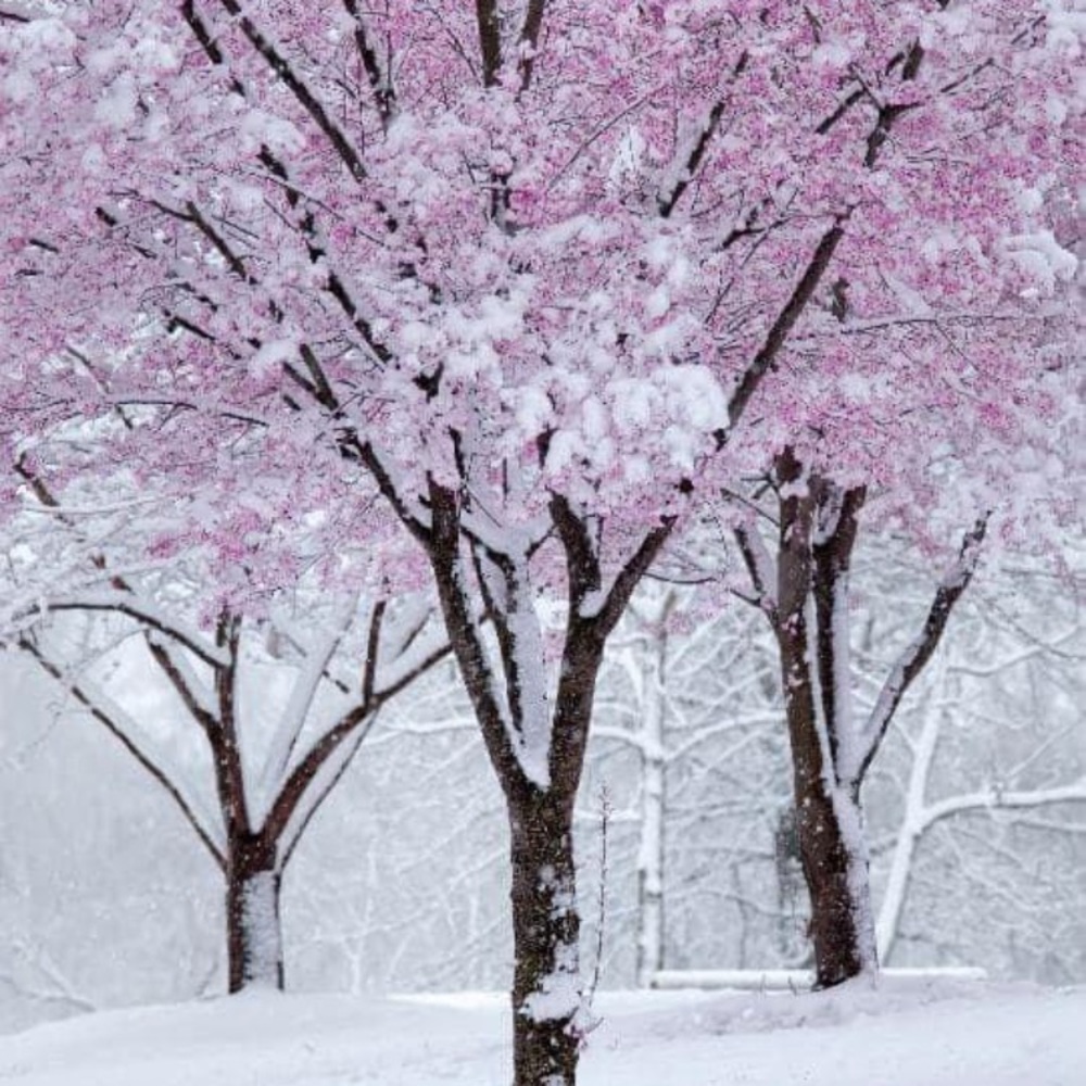 HIGHLY RECOMMEND PURCHASING FROM THESE POSHERS!!!!